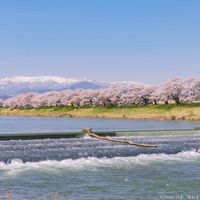 白石川堤 一目千本桜 - 投稿画像0