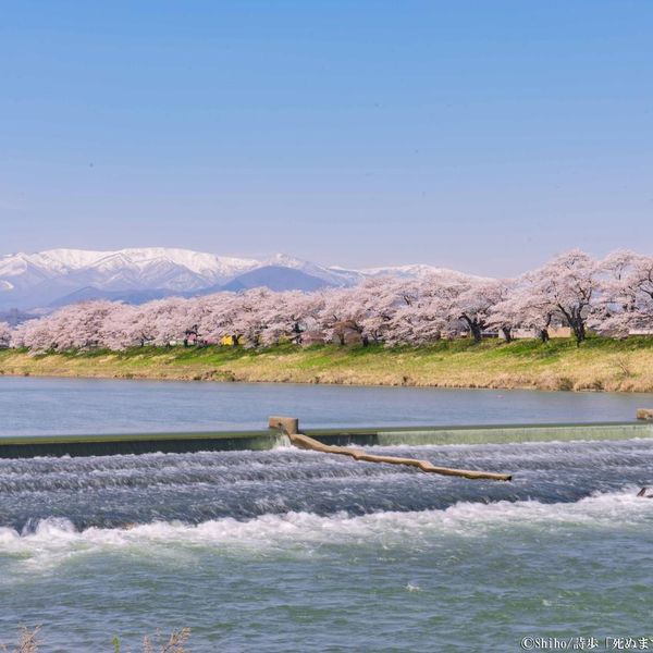 白石川堤 一目千本桜 - おすすめ画像
