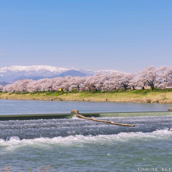 白石川堤 一目千本桜 - トップ画像