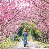 道の駅 花桃の里 - 投稿画像0