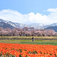 あさひ舟川「春の四重奏」 - 投稿画像0