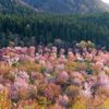 桜峠 - トップ画像