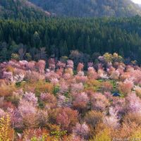 桜峠 - 投稿画像0