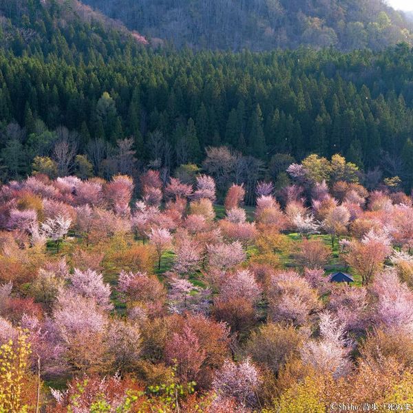 桜峠 - おすすめ画像