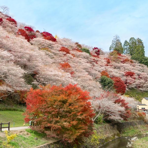 川見四季桜の里 - トップ画像