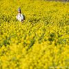 あわじ花さじき - トップ画像