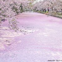 弘前城の花筏 - 投稿画像0