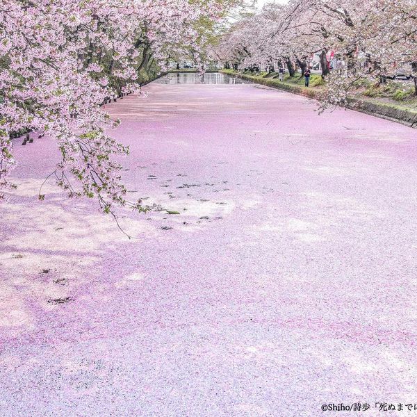 弘前城の花筏 - おすすめ画像