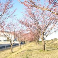 思川桜堤 - 投稿画像2