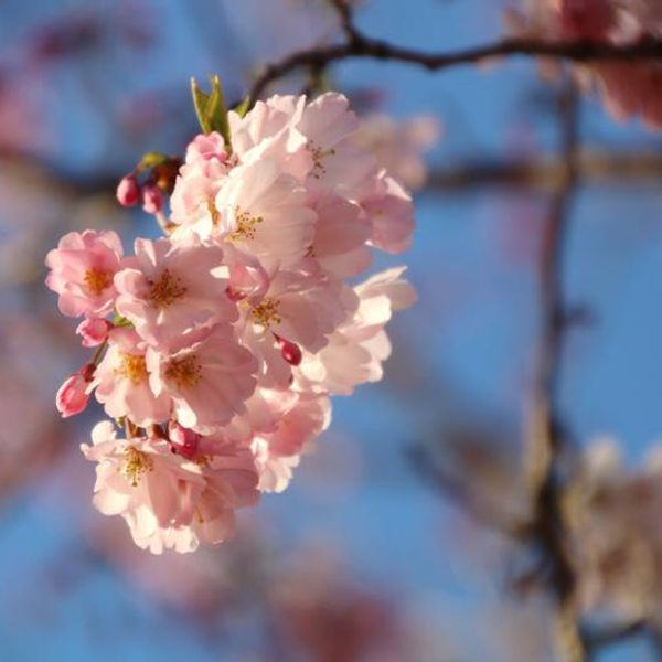 思川桜堤 - おすすめ画像