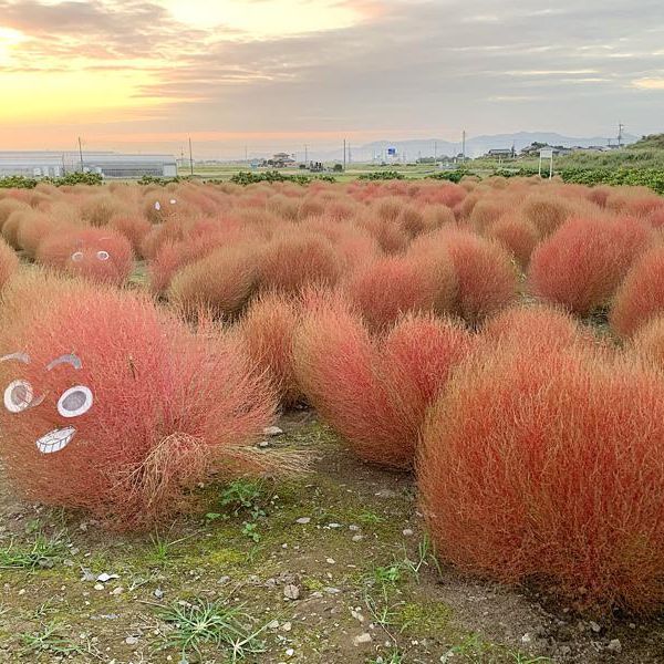 桜の里間中 コキア畑 - おすすめ画像