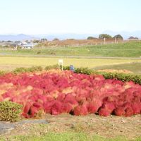 桜の里間中 コキア畑 - 投稿画像2