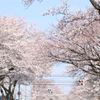 小山市中久喜(イオン前)の桜並木 - トップ画像