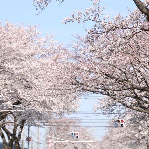 小山市中久喜(イオン前)の桜並木 - おすすめ画像