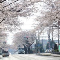 小山市中久喜(イオン前)の桜並木 - 投稿画像1