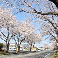 小山市中久喜(イオン前)の桜並木 - 投稿画像2