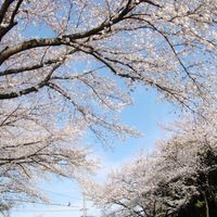 小山市中久喜(イオン前)の桜並木 - 投稿画像3