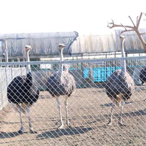 小山だちょう園 - おすすめ画像