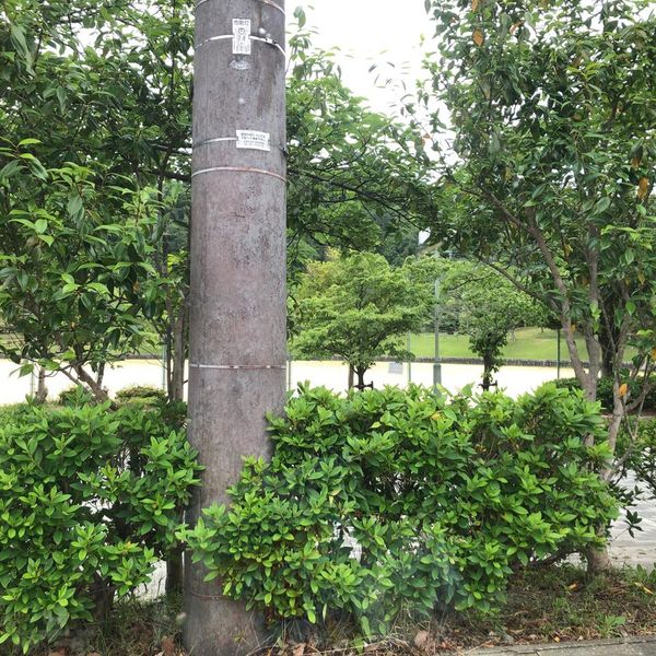 青山中央公園 - トップ画像
