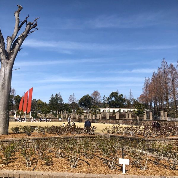 荒牧バラ公園 - トップ画像