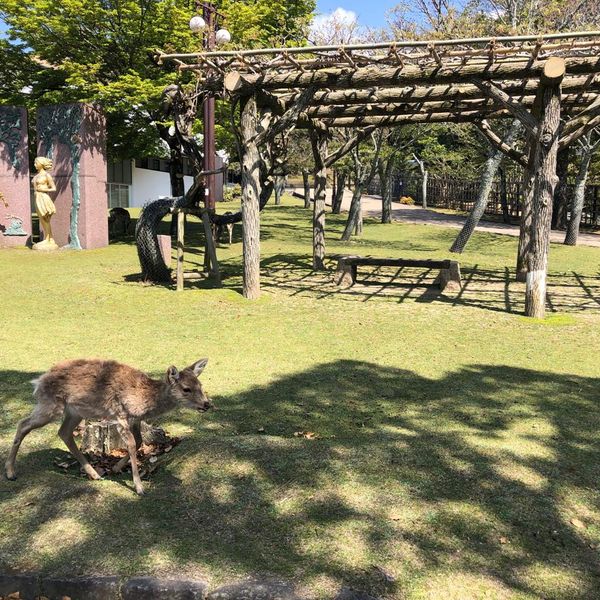 奈良公園 - トップ画像