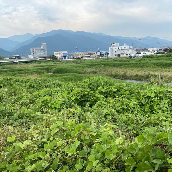 国領川緑地 - トップ画像