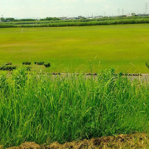 筑後川運動公園 - トップ画像