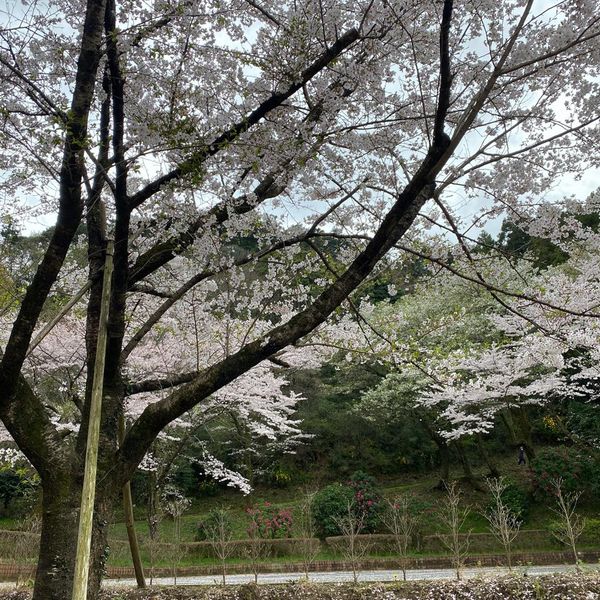 七沢森林公園 北口駐車場 - トップ画像