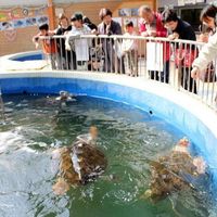 道の駅　紀宝町ウミガメ公園 - 投稿画像3