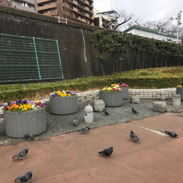 隅田公園浅草側川沿い花壇の横ベンチ - おすすめ画像