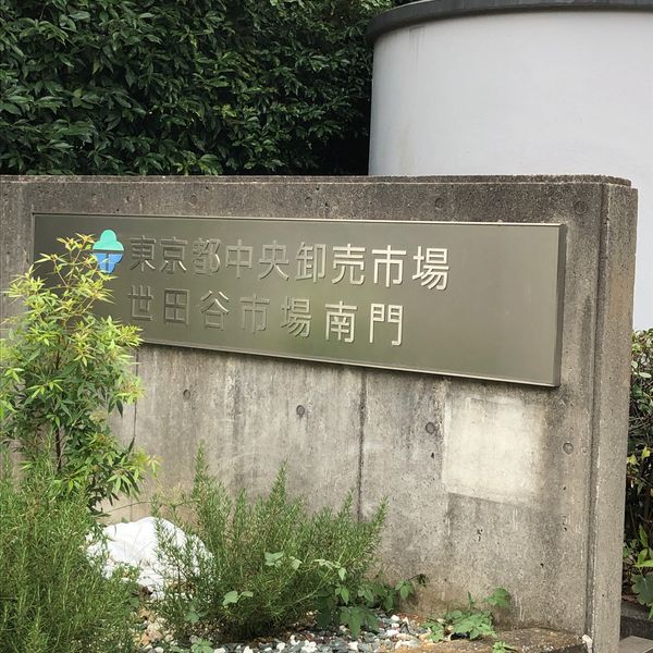 世田谷市場　市場見学 - トップ画像