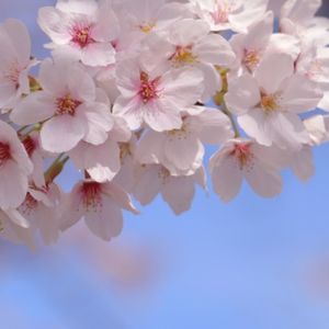 福岡で桜を見るなら　〜お花見の名所から穴場スポットまで〜 - メイン画像