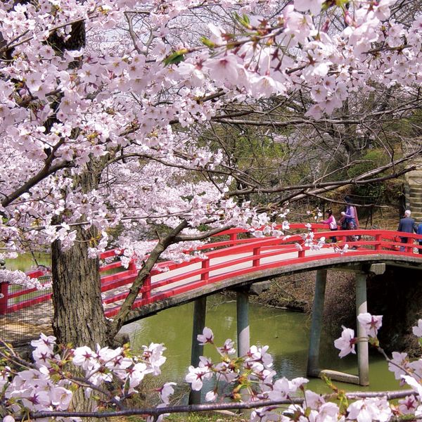 【Bagian Selatan di Osaka】Spot Sakura Terbaik - メイン画像