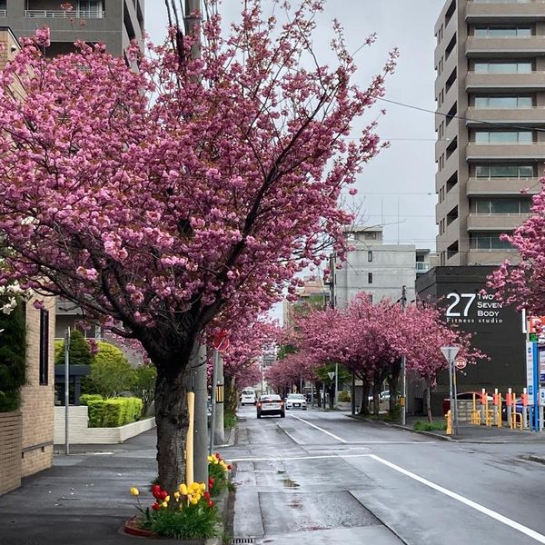 札幌・円山公園エリア⭐︎地元民も通うスポットまとめ - メイン画像