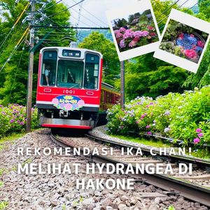 Rekomendasi Ika chan！Melihat Hydrangea di Hakone - メイン画像