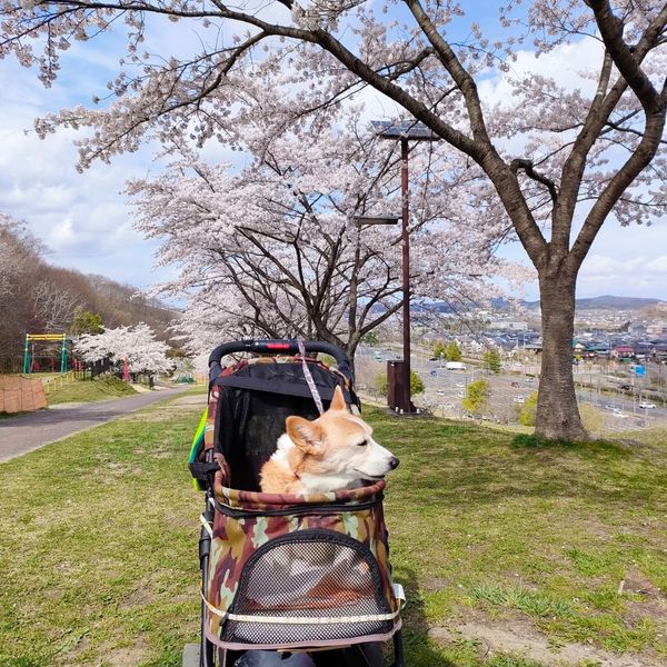 利府町ワンちゃんと一緒に楽しめる場所 - メイン画像