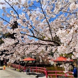 【Oyama-shi, Prefektur Tochigi】Spot Sakura Terbaik - メイン画像