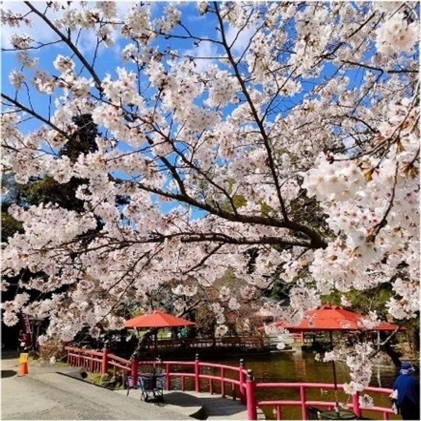【Oyama-shi, Prefektur Tochigi】Spot Sakura Terbaik - メイン画像