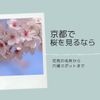 京都で桜を見るなら　〜お花見の名所から穴場スポットまで〜 - メイン画像