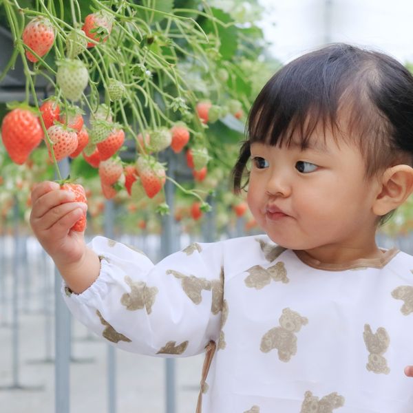 海老名・厚木周辺のいちご狩り特集！家族で楽しめる農園8選 - メイン画像