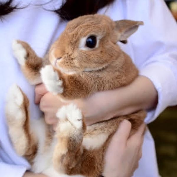 ふれあい動物体験　～アニマルカフェも動物園も～ - メイン画像