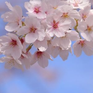 東京で桜を見るなら　〜お花見の名所から穴場スポットまで〜 - メイン画像