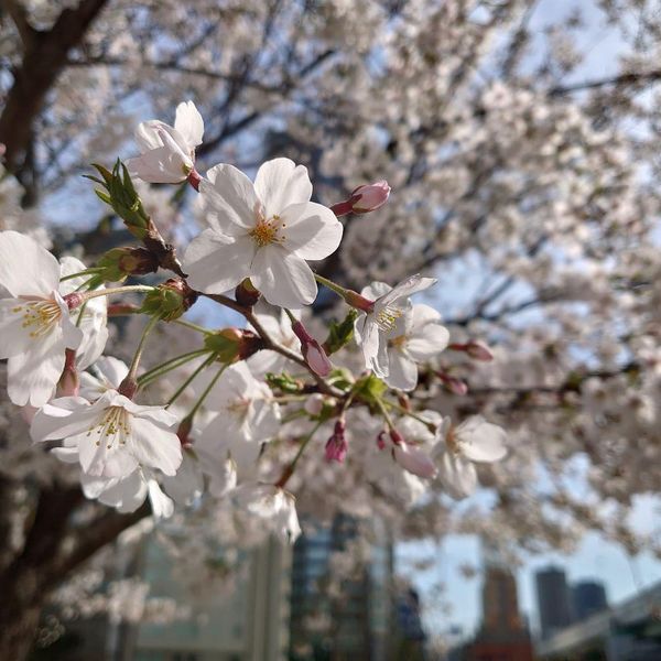 みんなでつくる桜スポット - メイン画像