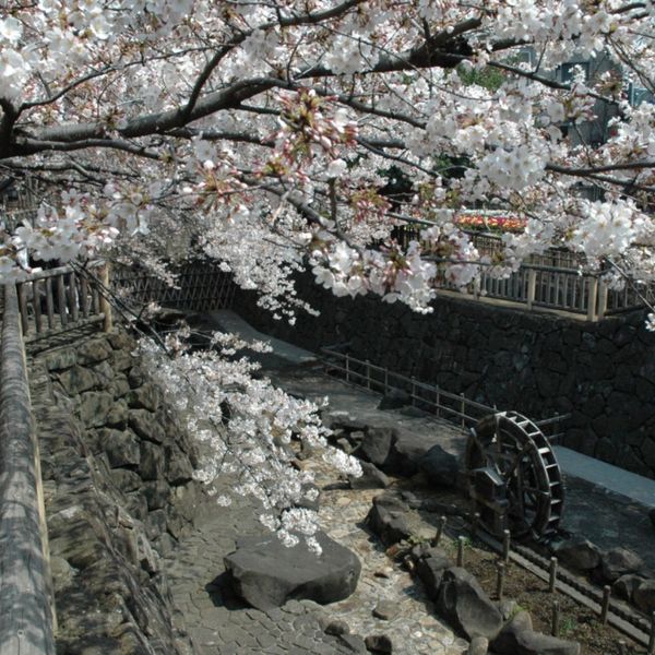 【Kita-ku, Tokyo】Spot Sakura Terbaik - メイン画像