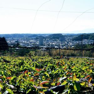 【旅と飯】丘の上眺望コース - メイン画像