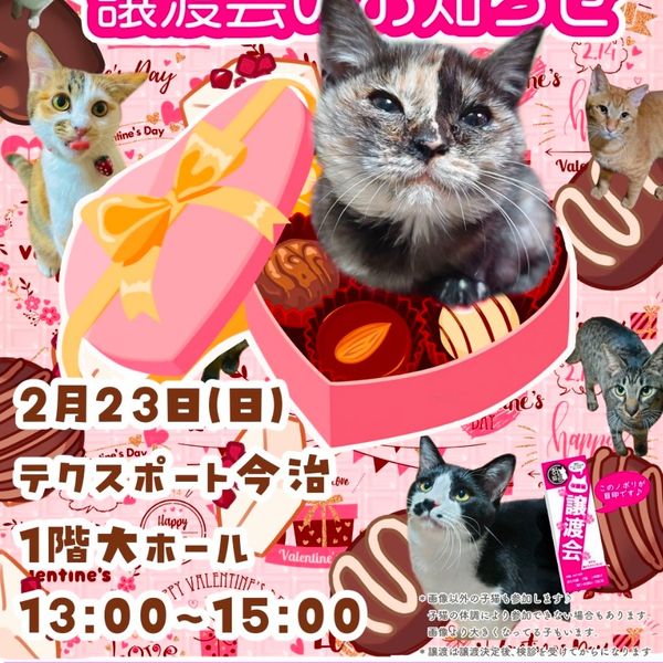 ◆2/23（日）今治市保護猫団体“おもち猫”　譲渡会◆ - おすすめ画像