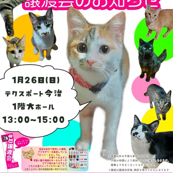 ◆1/26（日）今治市保護猫団体“おもち猫”　譲渡会◆ - おすすめ画像