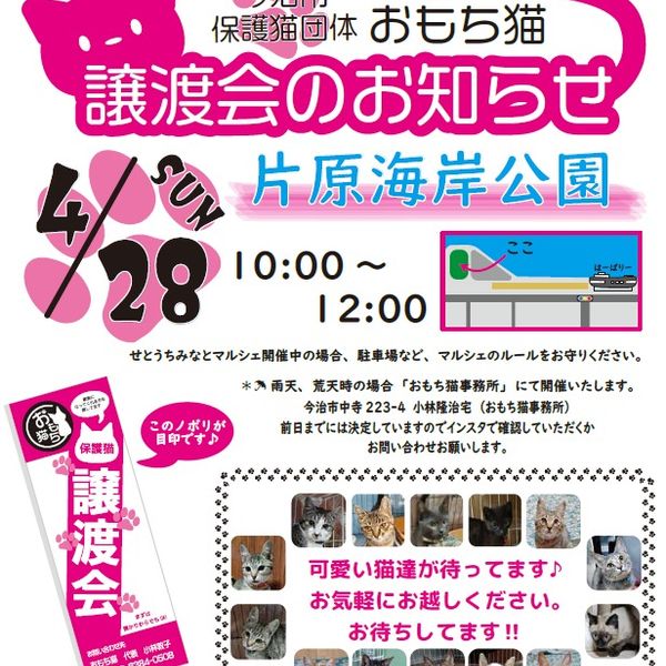 ◆4/28（日）今治市保護猫団体“おもち猫”　譲渡会◆ - おすすめ画像