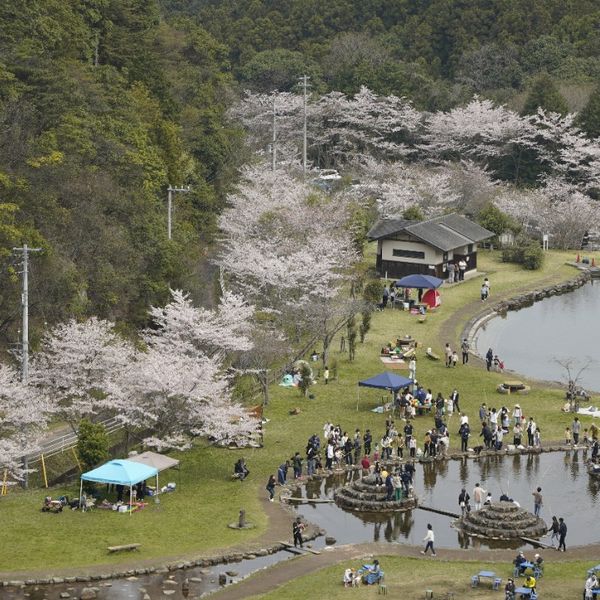 2025/4/6　朝倉ダム緑水公園まつり - おすすめ画像