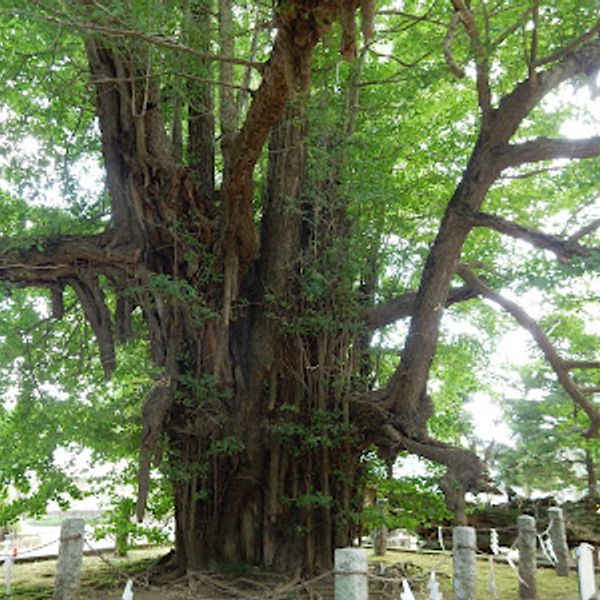 野木神社 - おすすめ画像